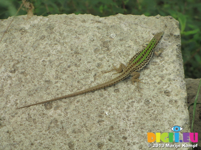 SX30500 Lizard